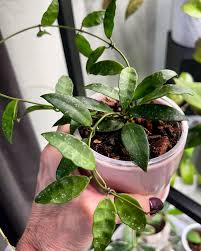 Image result for Alonsoa liniflora