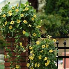 Image result for Thunbergia alata