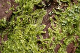 Attēlu rezultāti vaicājumam “Lophocolea bidentata”