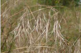 Attēlu rezultāti vaicājumam “Anisantha tectorum”