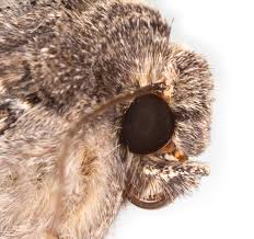 Attēlu rezultāti vaicājumam “Mamestra brassicae”