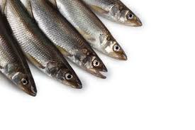 Image result for Osmerus mordax