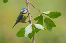 Image result for Cyanistes caeruleus