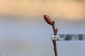 Attēlu rezultāti vaicājumam “Myrica gale bud”