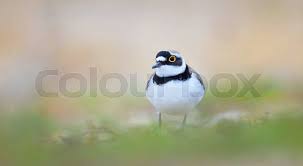 Attēlu rezultāti vaicājumam “Charadrius dubius”