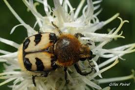 Attēlu rezultāti vaicājumam “Trichius fasciatus imago”