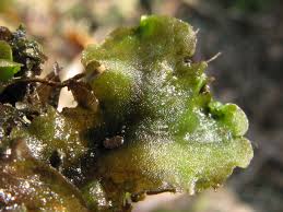 Attēlu rezultāti vaicājumam “Pellia epiphylla”