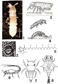 Attēlu rezultāti vaicājumam “Collembola”