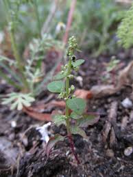 Attēlu rezultāti vaicājumam “Chenopodium polyspermum leaf”