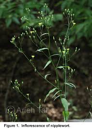 Attēlu rezultāti vaicājumam “Lapsana communis bud”
