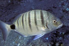 Image result for Diplodus cadenati