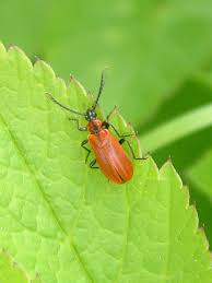 Attēlu rezultāti vaicājumam “Schizotus pectinicornis”