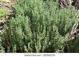 Attēlu rezultāti vaicājumam “Thymus vulgaris leaf”