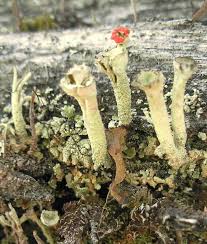 Attēlu rezultāti vaicājumam “Cladonia deformis”