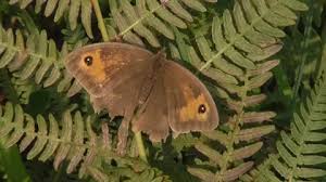 Attēlu rezultāti vaicājumam “Maniola jurtina male”