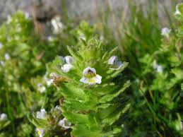 Attēlu rezultāti vaicājumam “Euphrasia”