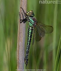 Attēlu rezultāti vaicājumam “Brachytron pratense”