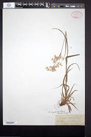 Attēlu rezultāti vaicājumam “Luzula luzuloides leaf”