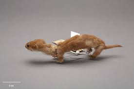 Attēlu rezultāti vaicājumam “Mustela nivalis”