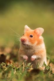 Image result for хомек