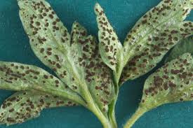 Attēlu rezultāti vaicājumam “Tranzschelia anemones”