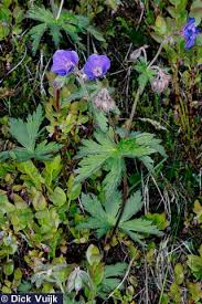 Attēlu rezultāti vaicājumam “Geranium sylvaticum”