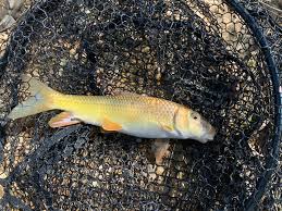 Image result for Moxostoma erythrurum