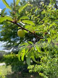 Attēlu rezultāti vaicājumam “Poa angustifolia fruit”