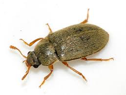 Attēlu rezultāti vaicājumam “Byturus tomentosus”