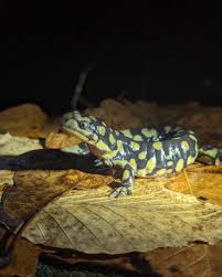 Attēlu rezultāti vaicājumam “Diderma tigrinum stalked”