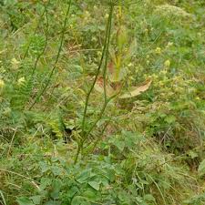 Attēlu rezultāti vaicājumam “Laserpitium latifolium bud”