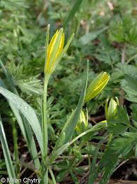 Attēlu rezultāti vaicājumam “Gagea pratensis flower”