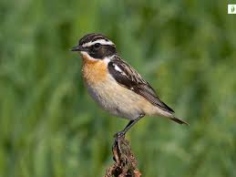 Attēlu rezultāti vaicājumam “Saxicola rubetra adult”