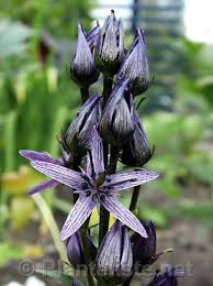 Attēlu rezultāti vaicājumam “Swertia perennis”