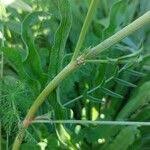 Attēlu rezultāti vaicājumam “Onobrychis arenaria fruit”