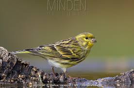 Image result for Serinus serinus