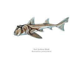 Image result for Heterodontus portusjacksoni