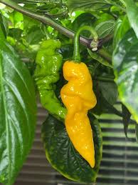 Afbeeldingsresultaat voor yellow fratali hot pepper