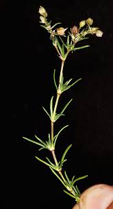 Attēlu rezultāti vaicājumam “Spergularia rubra flower”