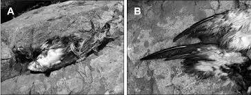 Image result for Synthliboramphus antiquus