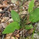 Attēlu rezultāti vaicājumam “Hieracium vulgatum”