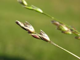 Attēlu rezultāti vaicājumam “Danthonia decumbens bud”