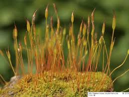 Attēlu rezultāti vaicājumam “Tortula lingulata macro”