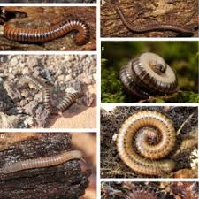 Attēlu rezultāti vaicājumam “Ommatoiulus vilnensis”