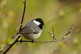 Attēlu rezultāti vaicājumam “Periparus ater adult”