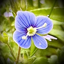 Attēlu rezultāti vaicājumam “Veronica scutellata fruit”