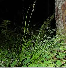 Attēlu rezultāti vaicājumam “Carex loliacea”
