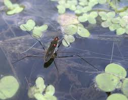 Attēlu rezultāti vaicājumam “Gerridae imago”