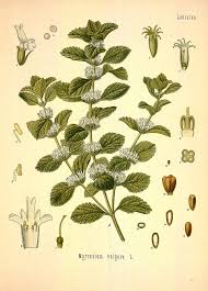 Image result for Marrubium vulgare