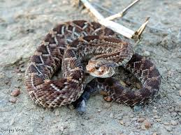 Attēlu rezultāti vaicājumam “Serpentes”